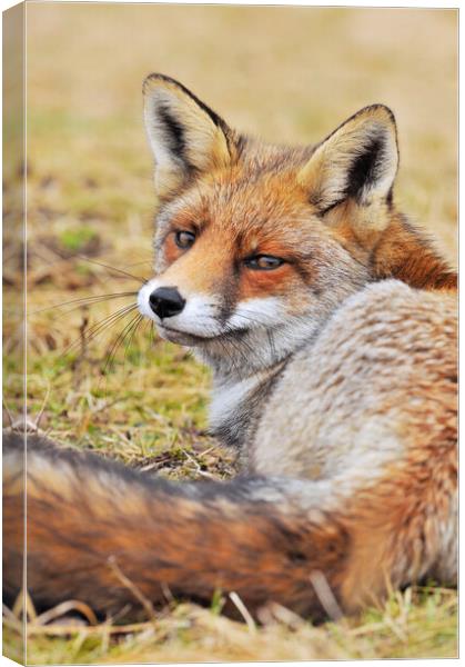 Red Fox Looking Behind Canvas Print by Arterra 