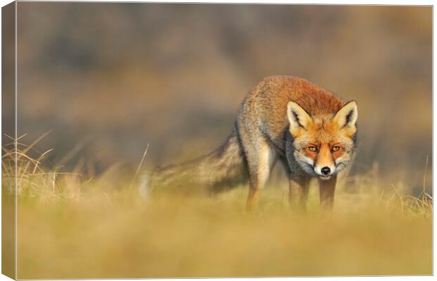 Stalking Red Fox Canvas Print by Arterra 