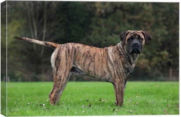 Boerboel in Garden Canvas Print by Arterra 