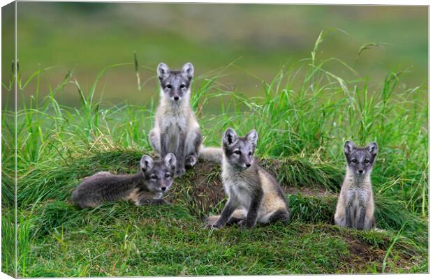 Arctic Fox Cubs at Den Canvas Print by Arterra 