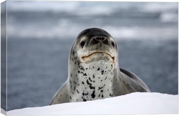 Leopard Seal Canvas Print by Arterra 