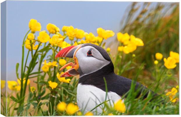 Atlantic Puffin among Wildflowers Canvas Print by Arterra 