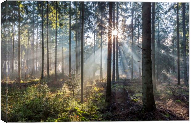 Sunbeams in Pine Forest Canvas Print by Arterra 