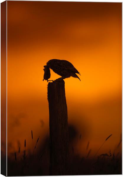 Little Owl at Sunset Canvas Print by Arterra 