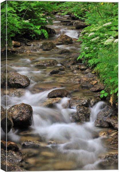 Mountain Brook in Forest Canvas Print by Arterra 