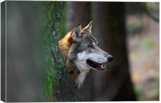 Wolf in Forest Canvas Print by Arterra 
