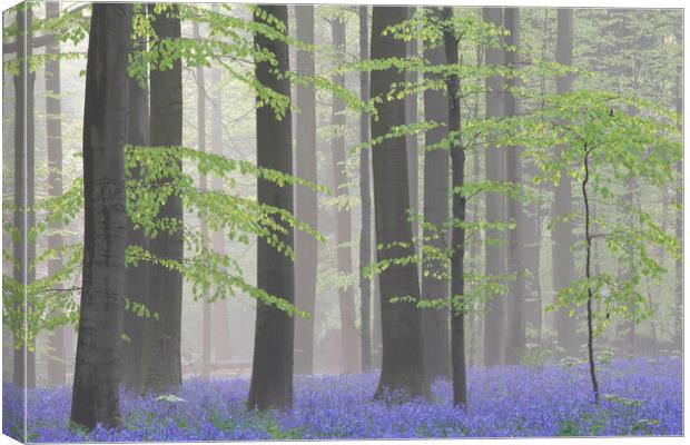 Bluebells in Misty Beech Forest Canvas Print by Arterra 