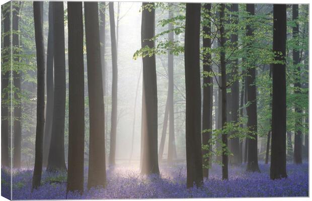 Sunray Shining in Forest with Bluebells Canvas Print by Arterra 