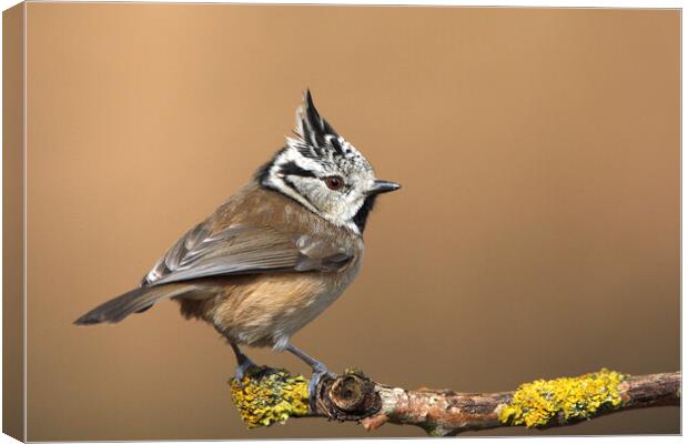 Crested Tit Canvas Print by Arterra 