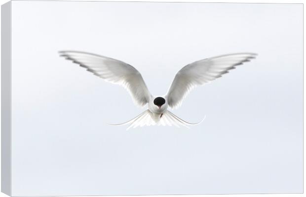 Hovering Arctic Tern Canvas Print by Arterra 