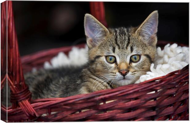 Cat in Basket Canvas Print by Arterra 