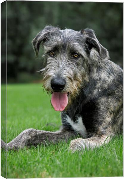 Irish Wolfhound Canvas Print by Arterra 