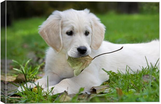 White Golden Retriever Pup with Leaf Canvas Print by Arterra 