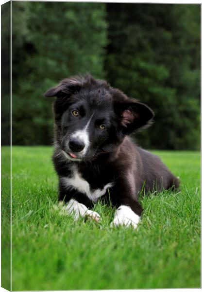 Black and White Border Collie Canvas Print by Arterra 