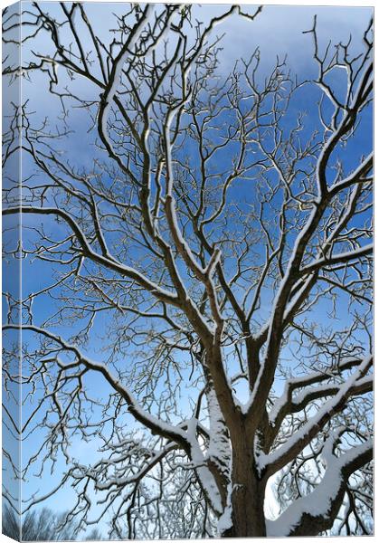 Bare Branches in Winter Canvas Print by Arterra 
