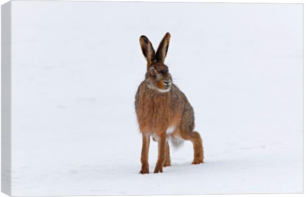 Brown Hare in the Snow Canvas Print by Arterra 