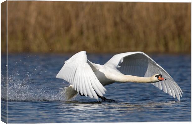 Mute Swan Landing on Lake Canvas Print by Arterra 