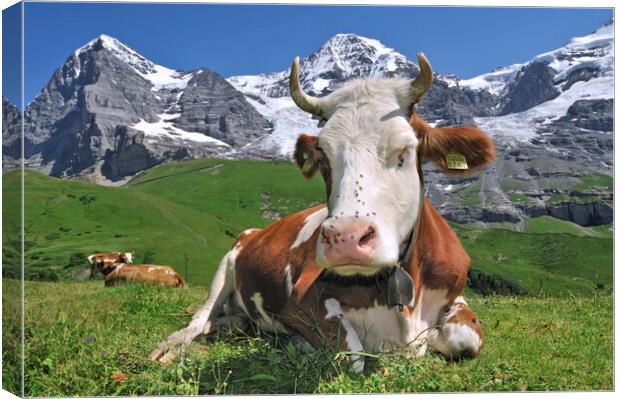 Swiss Cow in the Alps Canvas Print by Arterra 