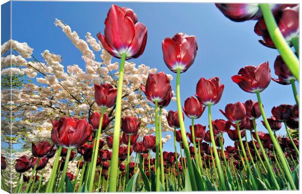 Red Tulips in Holland Canvas Print by Arterra 
