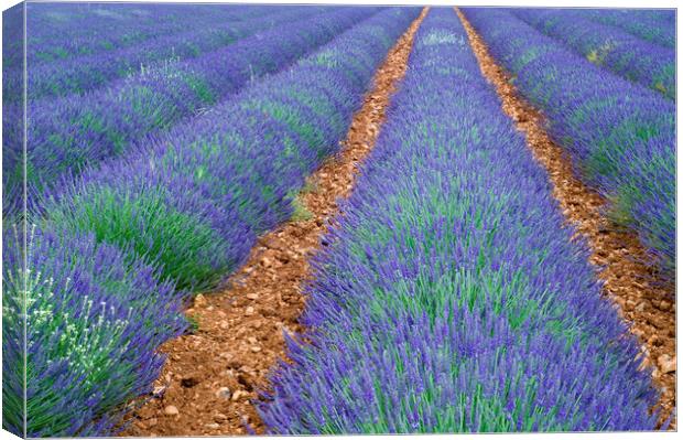 Lavender Field, Provence Canvas Print by Arterra 
