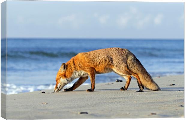 Red Fox on the Beach Canvas Print by Arterra 