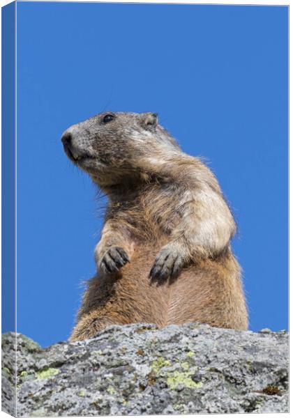 Alert Alpine Marmot Canvas Print by Arterra 