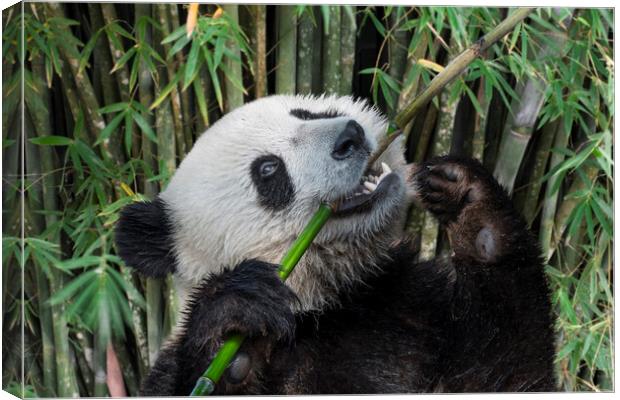 Happy Giant Panda in Bamboo Forest Canvas Print by Arterra 