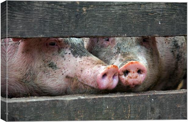 Two Curious Pigs Canvas Print by Arterra 