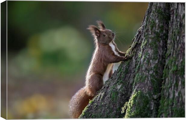 Red Squirrel Climbing Tree Canvas Print by Arterra 