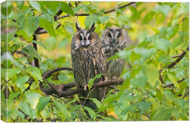 Two Long-eared Owls in Tree Canvas Print by Arterra 
