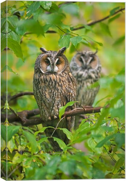 Long-eared Owl Couple in Tree Canvas Print by Arterra 