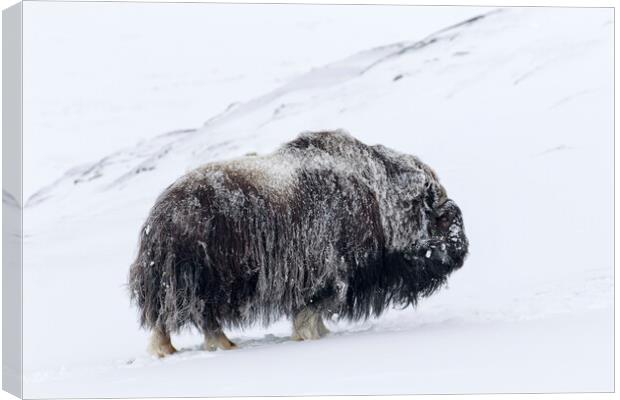 Muskox Bull in Winter Canvas Print by Arterra 