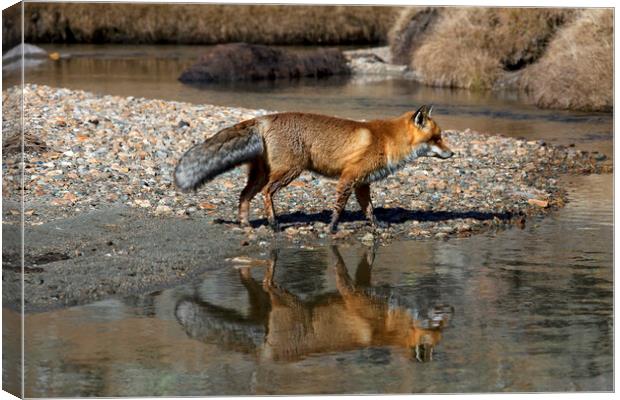 Red Fox Reflected in River Canvas Print by Arterra 