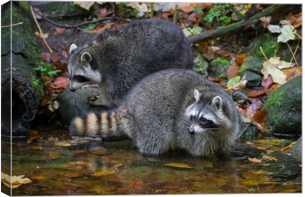 Two Raccoons Canvas Print by Arterra 