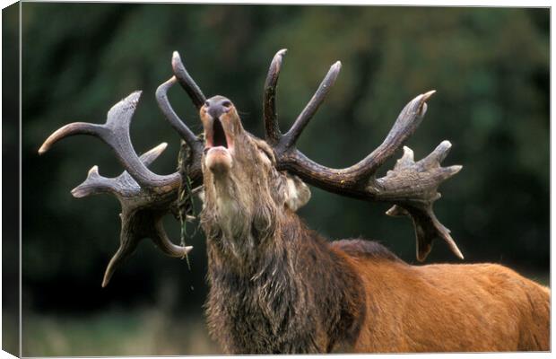 Roaring Red Deer Stag Canvas Print by Arterra 