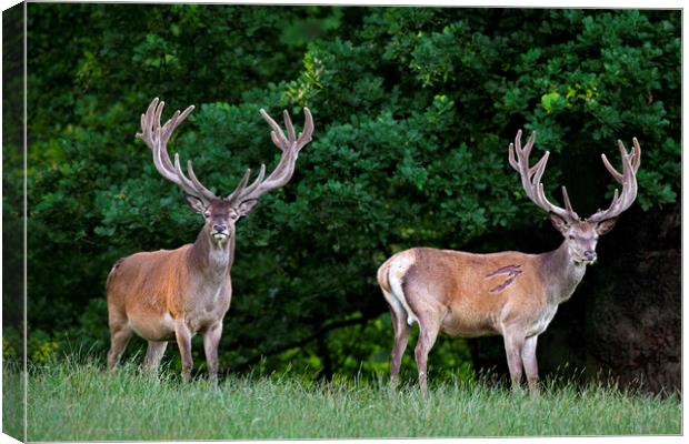 Two Red Deer Stags Canvas Print by Arterra 