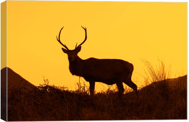 Red Deer Stag Silhouetted against Sunset Canvas Print by Arterra 