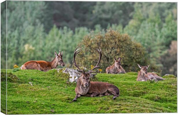 Red Deer Stag with Hinds in Scotland Canvas Print by Arterra 