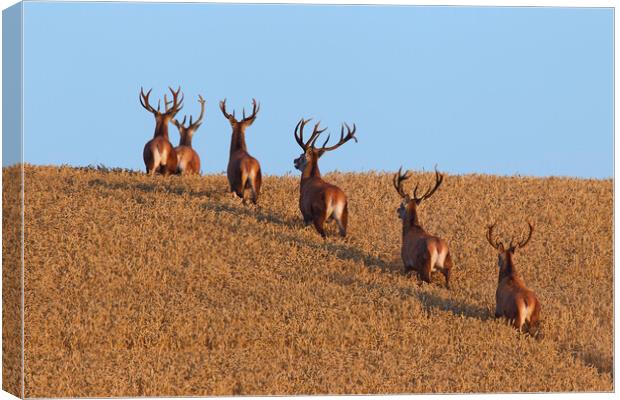 Herd of Red Deer Stags in Wheat Field Canvas Print by Arterra 