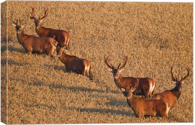 Herd of Red Deer Stags Canvas Print by Arterra 