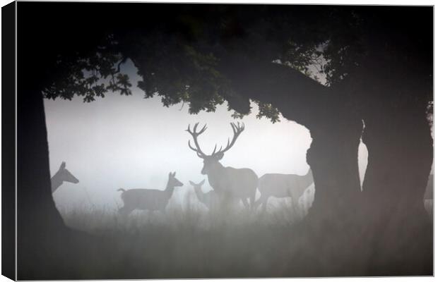 Red Deer Stag with Hinds in the Mist Canvas Print by Arterra 