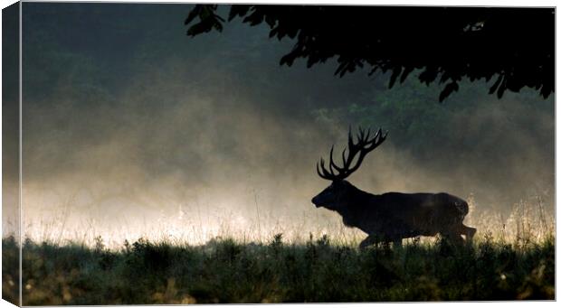 Red Deer Stag Running in the Mist Canvas Print by Arterra 