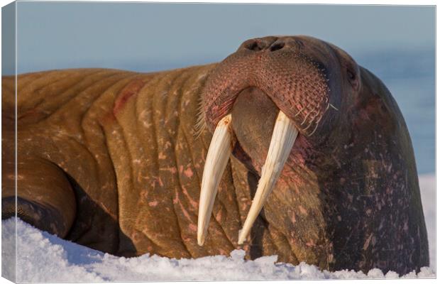 Walrus in Svalbard Canvas Print by Arterra 