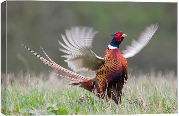 Common Pheasant Courting in Spring Canvas Print by Arterra 