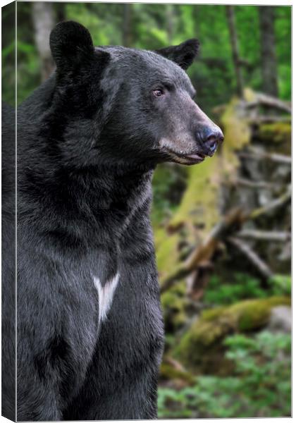 American Black Bear in Forest Canvas Print by Arterra 
