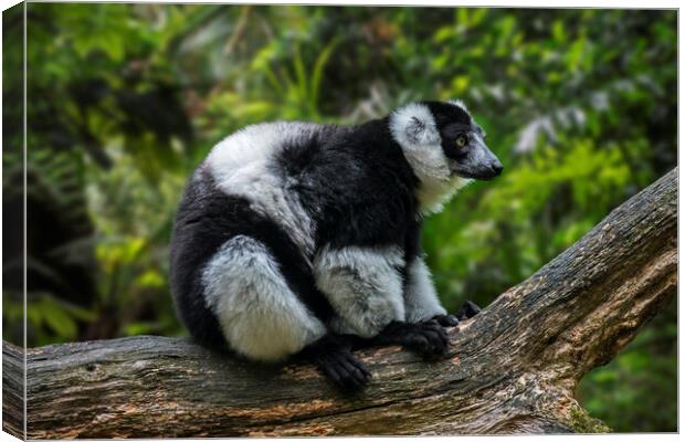 Black-and-White Ruffed Lemur Canvas Print by Arterra 