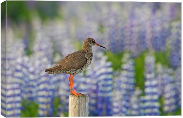Redshank and Lupines Canvas Print by Arterra 
