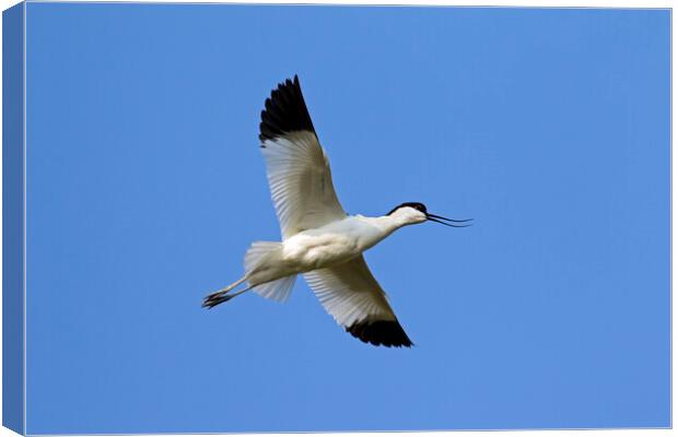 Flying Pied Avocet Canvas Print by Arterra 