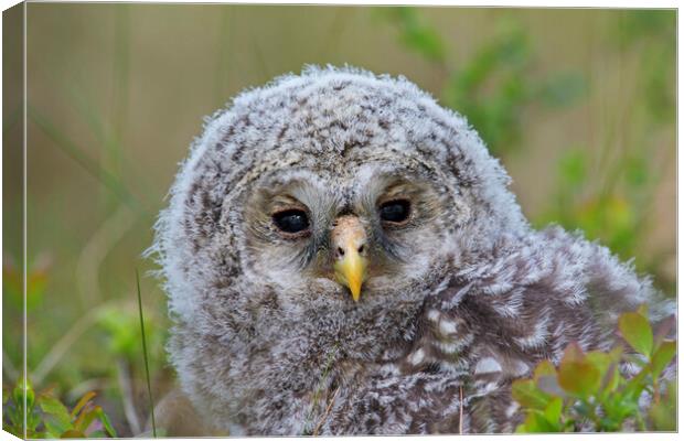 Ural Owl Owlet Canvas Print by Arterra 