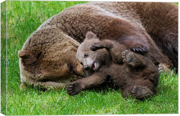 Brown Bear Mother Playing with Happy Cub Canvas Print by Arterra 